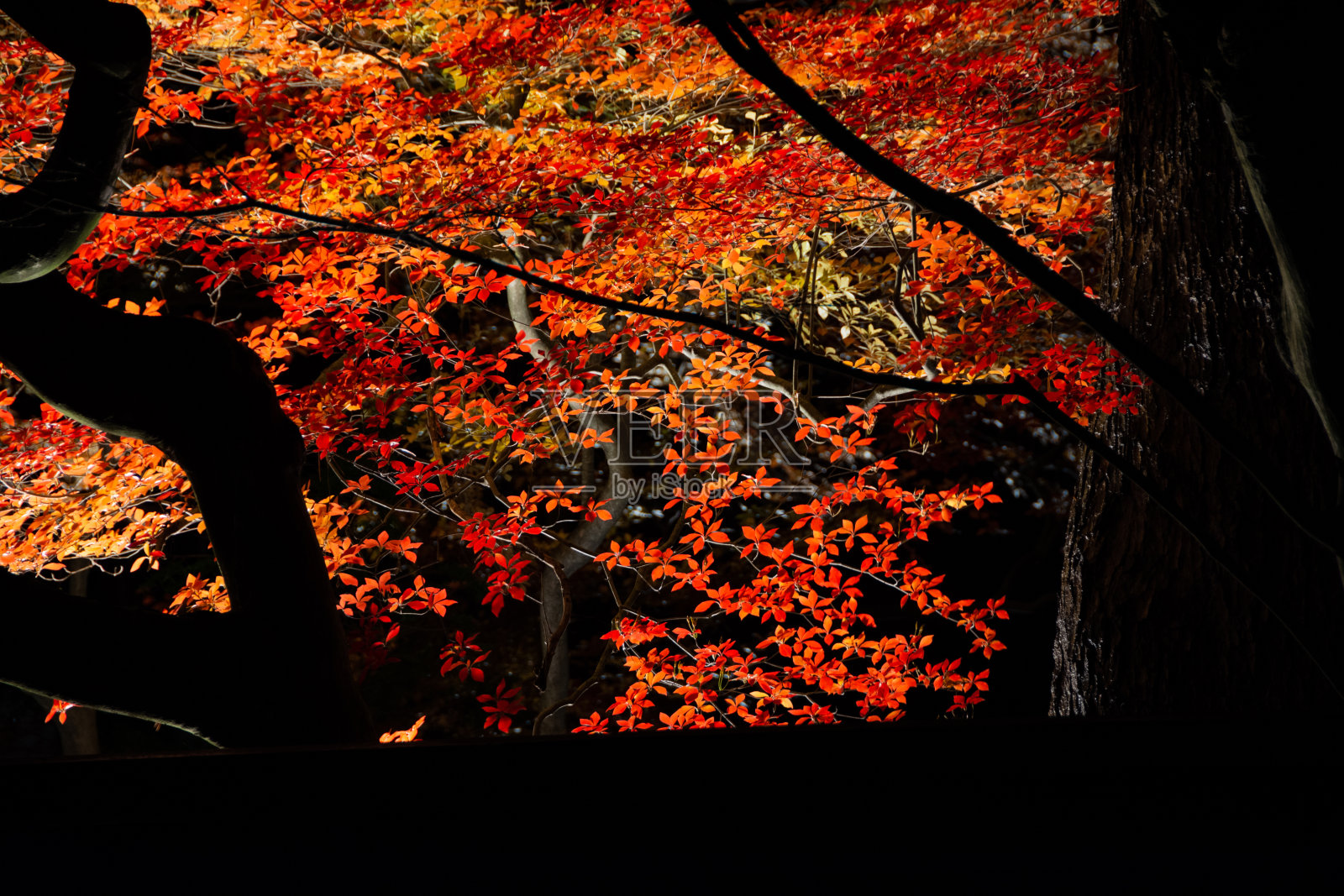秋日黄叶在背光下照片摄影图片