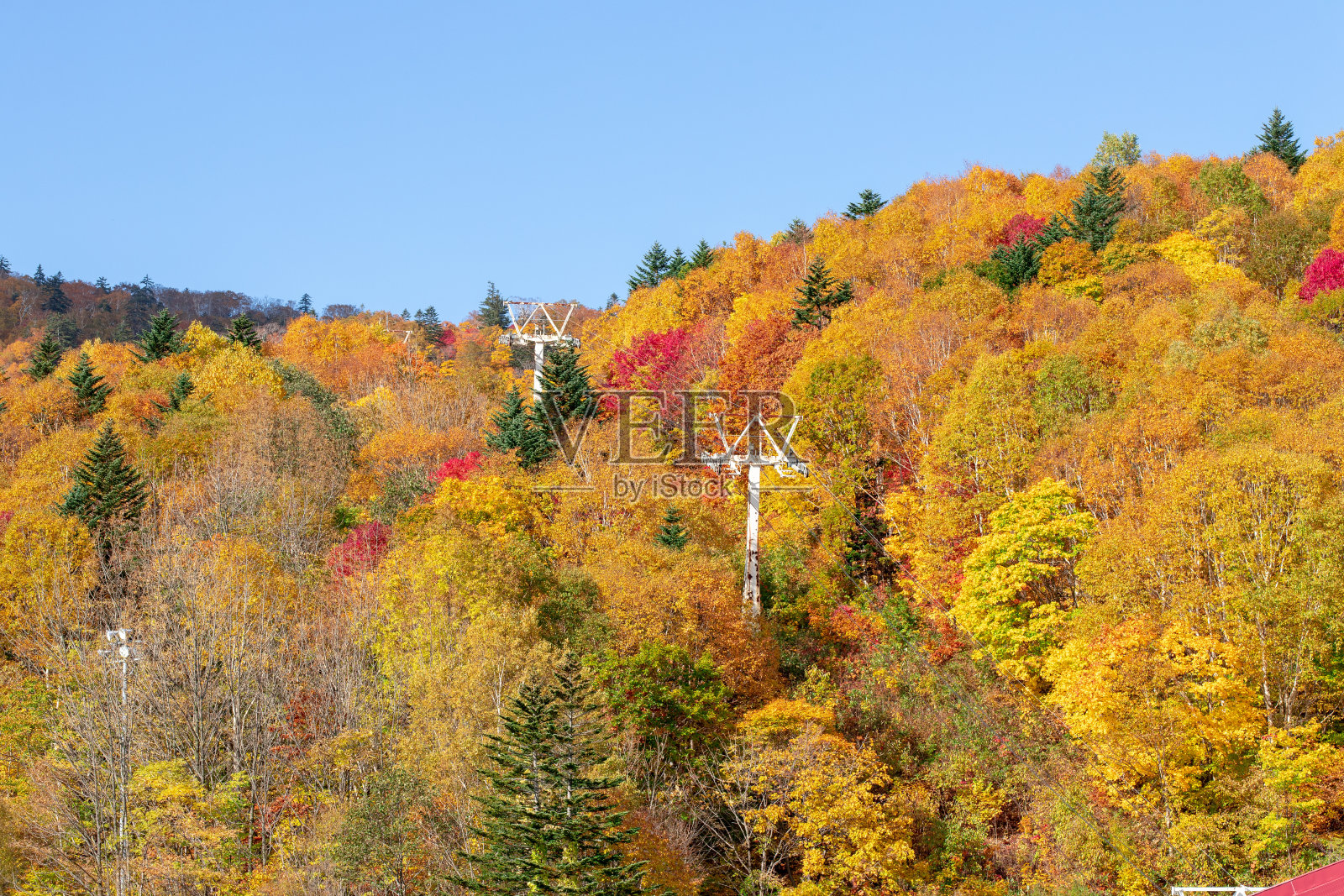 北海道札幌的秋叶风光。照片摄影图片