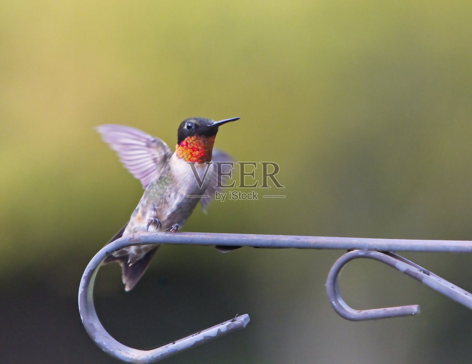 Ruby的过渡蜂鸟照片摄影图片