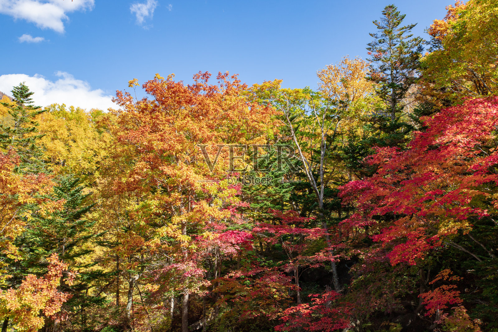 北海道松京的秋叶。照片摄影图片
