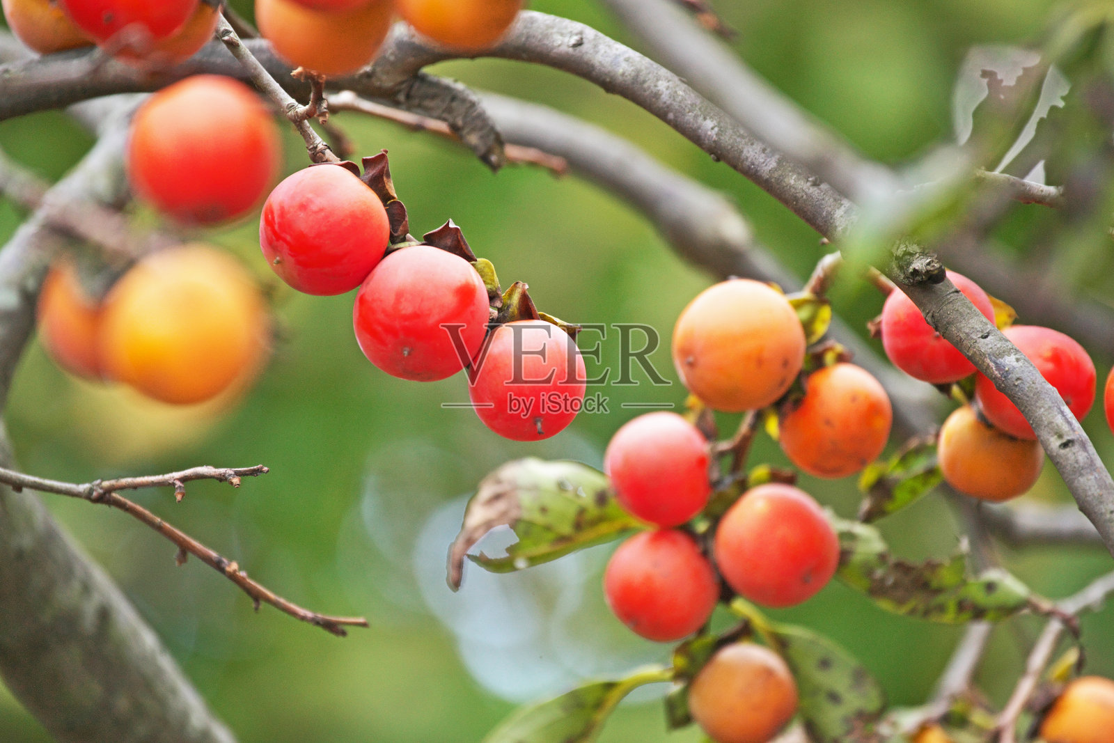 日本柿子果实照片摄影图片