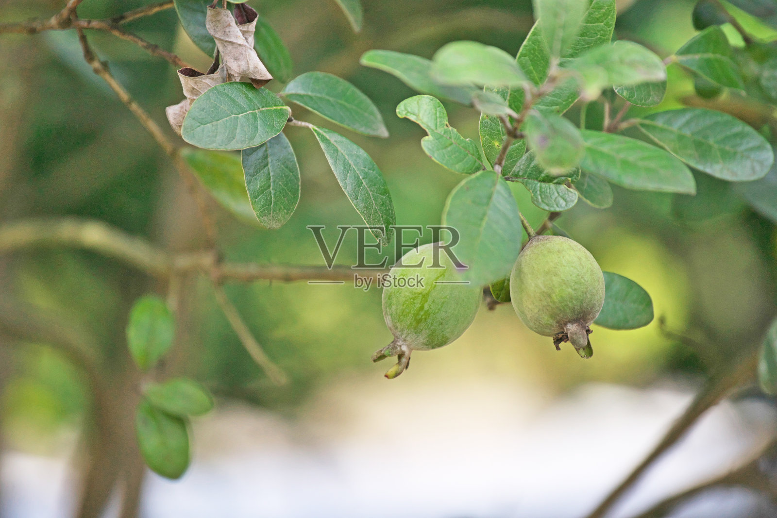 费约果照片摄影图片