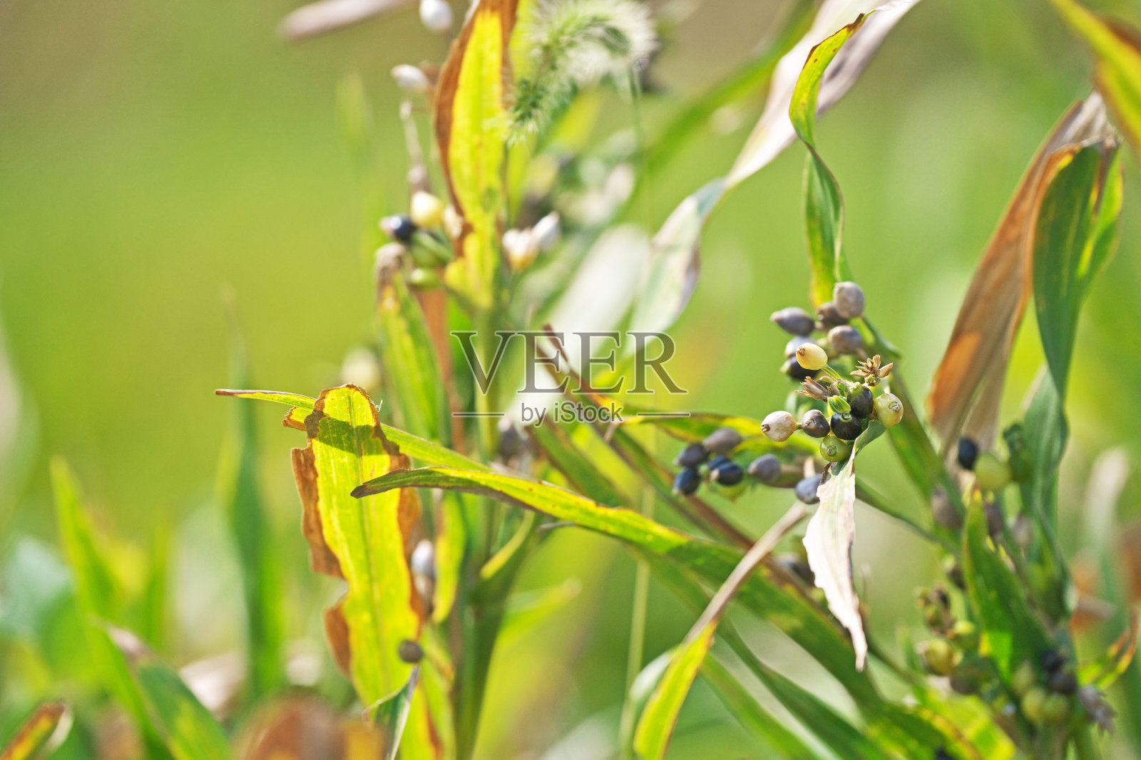 薏苡仁照片摄影图片