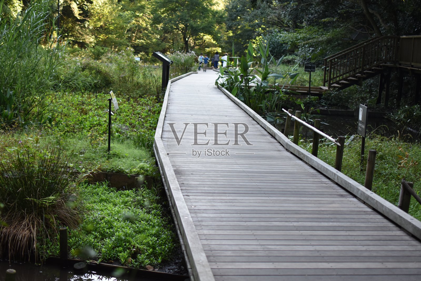 在森林道路上的桥照片摄影图片