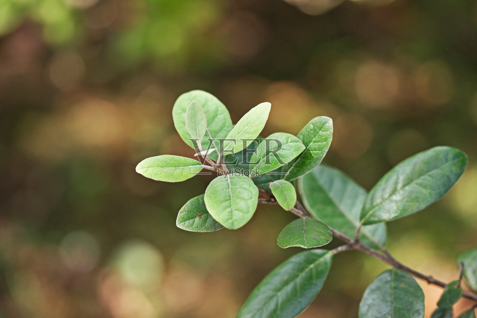 费约果照片摄影图片