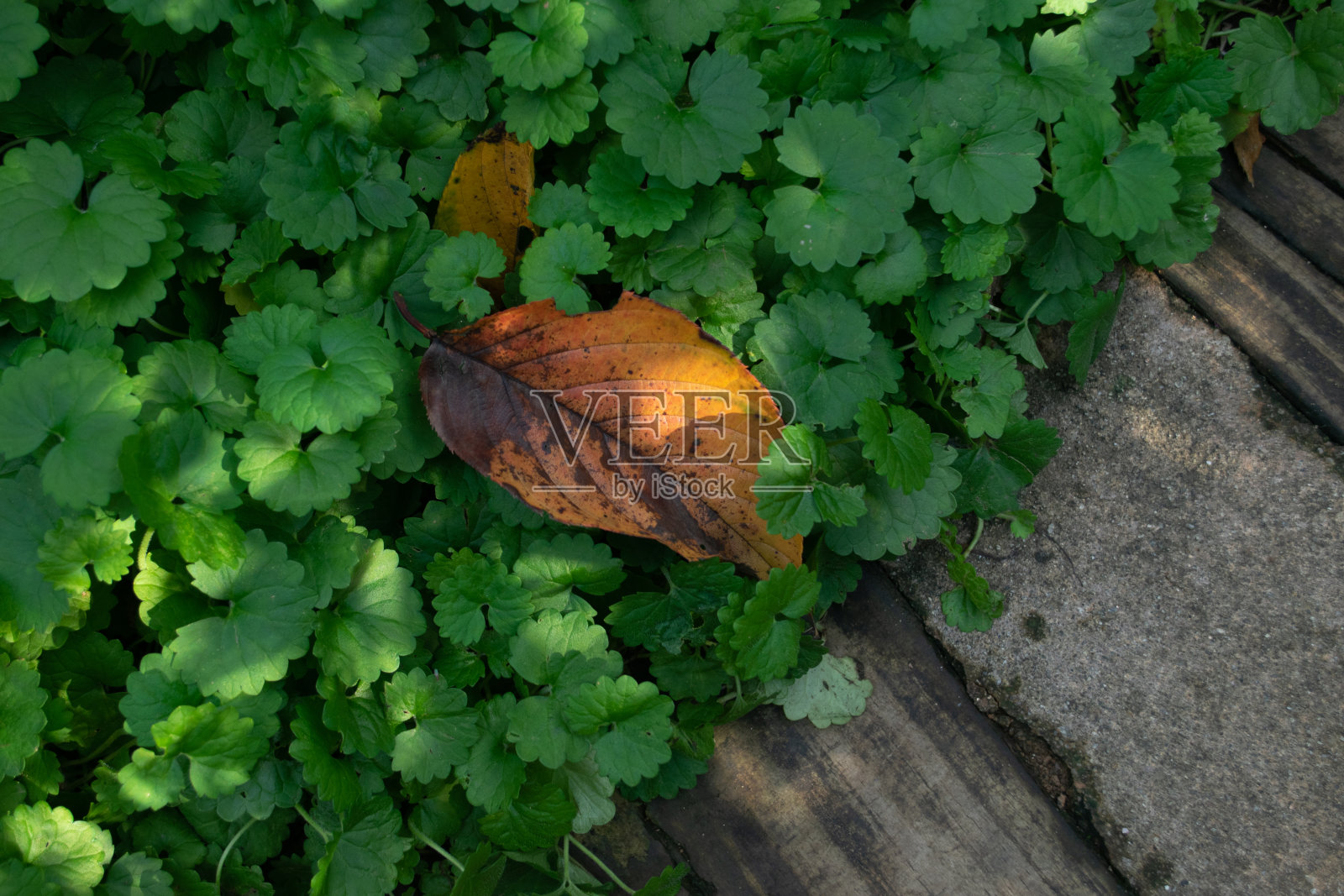 一片枯叶落在地上新鲜的绿色植物上照片摄影图片