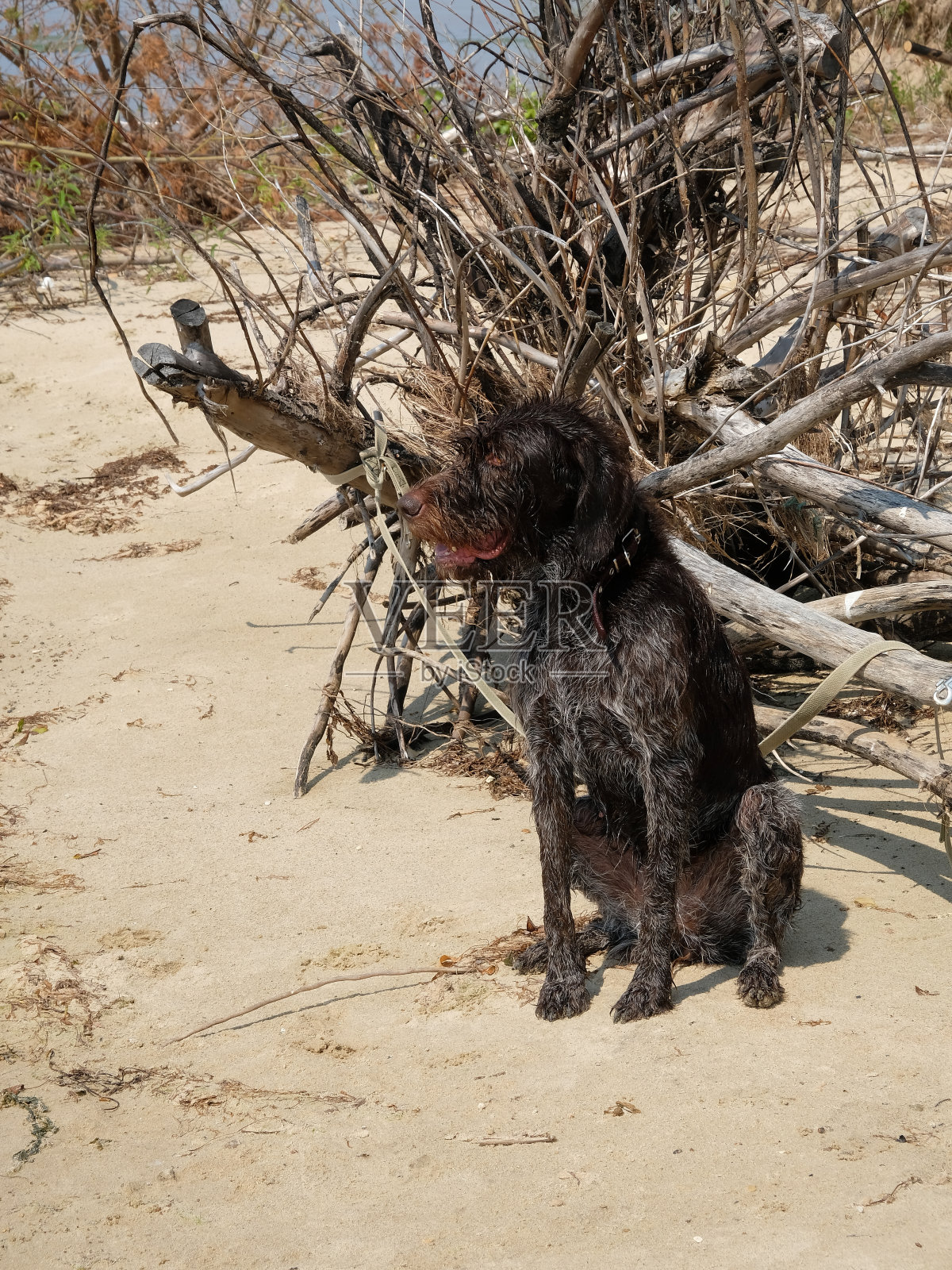 猎狗德拉塔尔在河里游泳后坐在沙滩上照片摄影图片