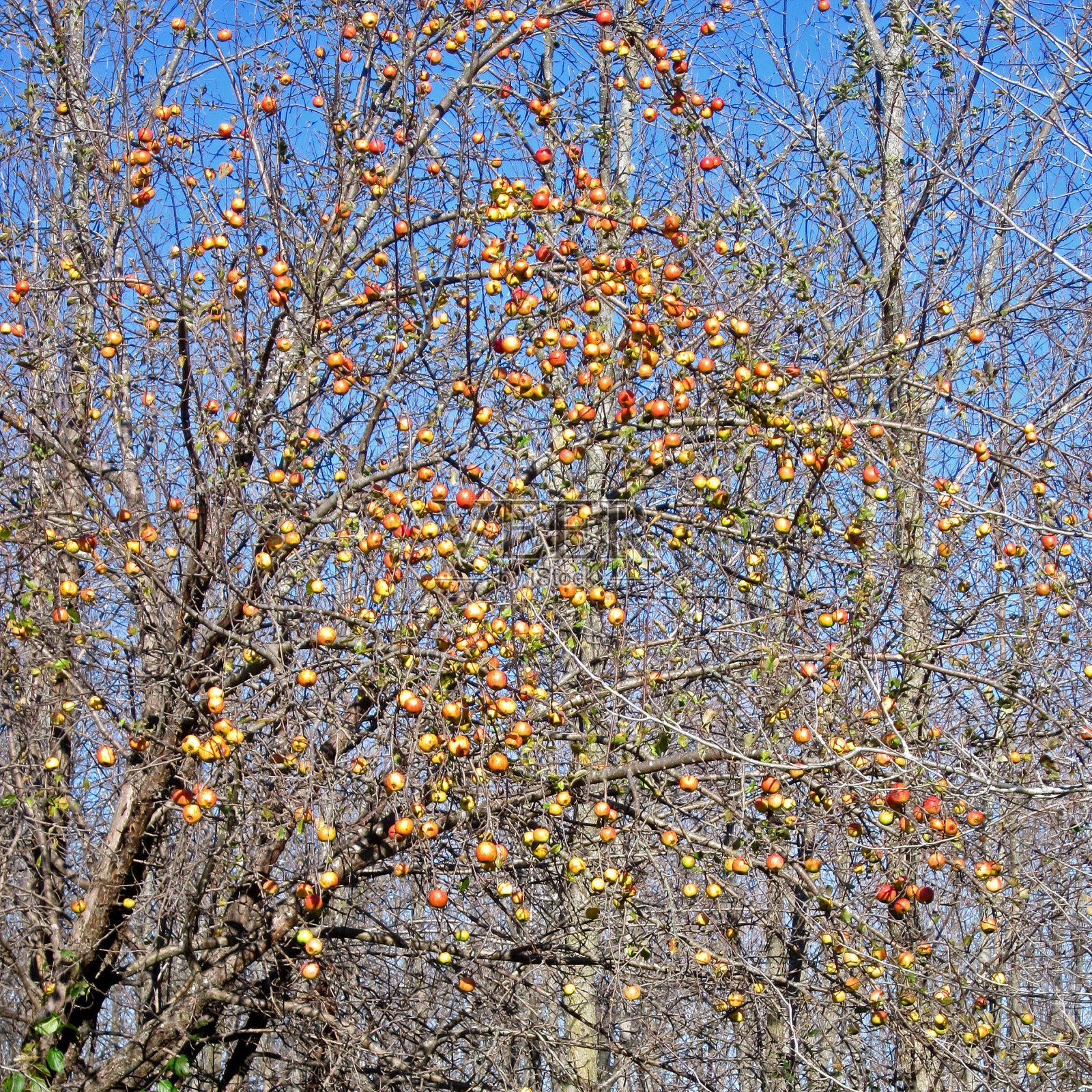 苹果树落了光秃秃的树枝照片摄影图片