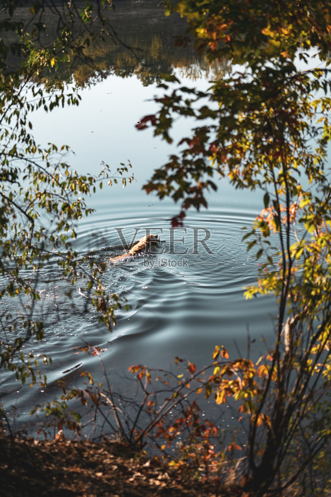 一个秋天的早晨，金毛寻回犬在湖里游泳照片摄影图片