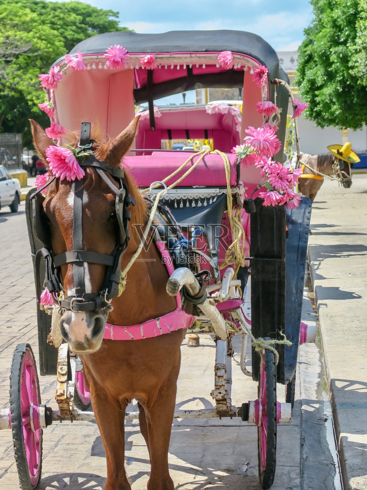 粉色的马车照片摄影图片