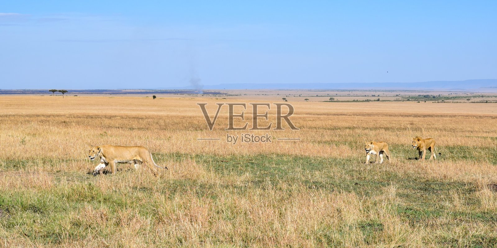 大草原上的一群狮子照片摄影图片