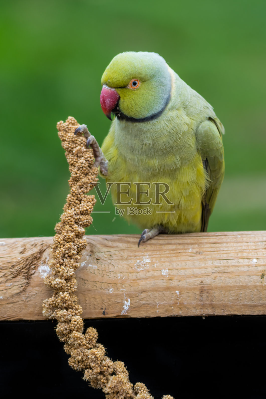 亚历山大长尾小鹦鹉用爪子抓着小米觅食照片摄影图片