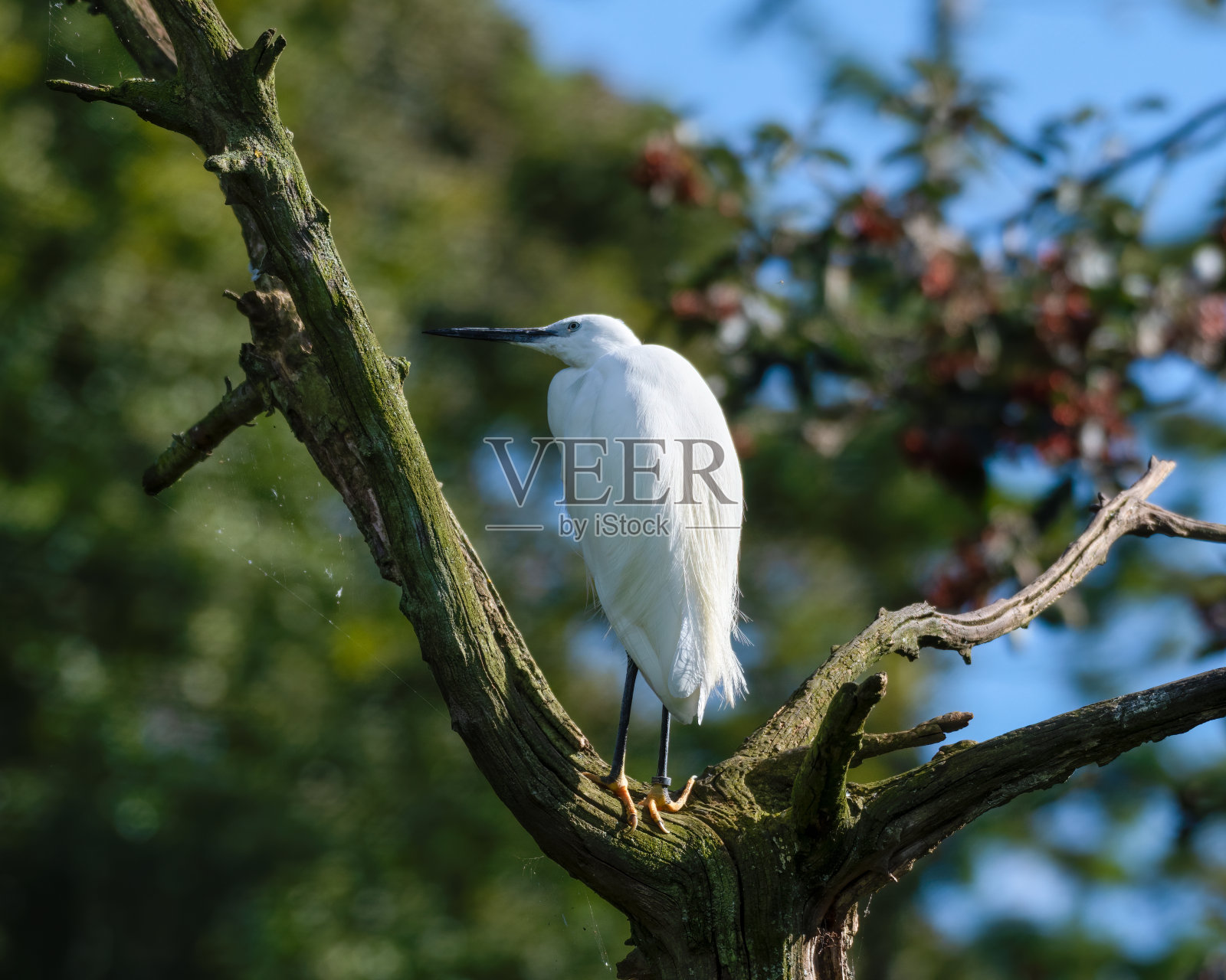 小白鹭栖息在树上照片摄影图片