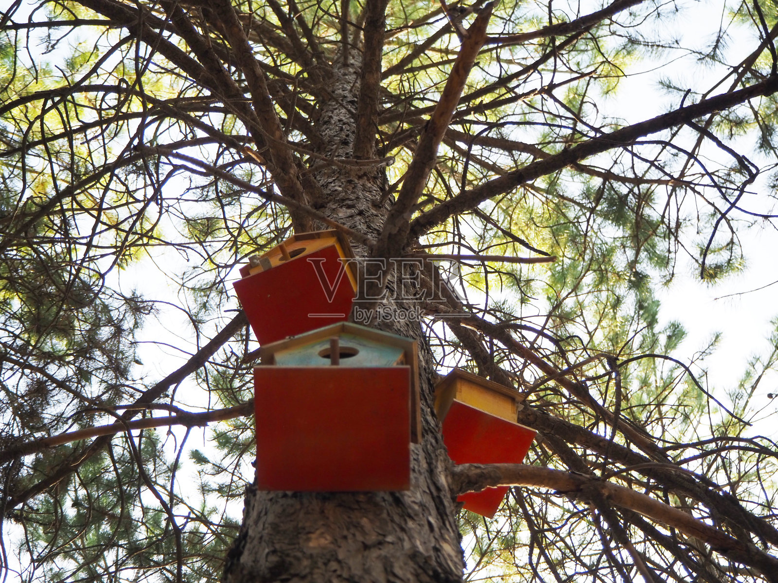 森林、树身、鸟巢与自然照片摄影图片