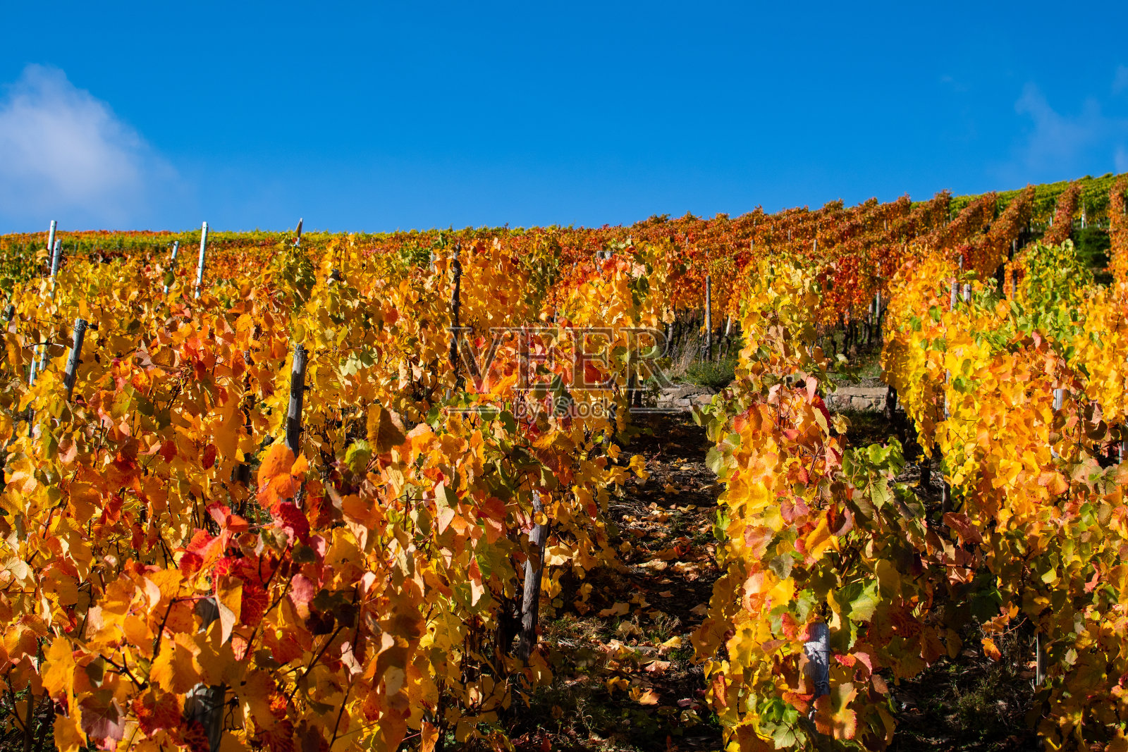 在阳光下，葡萄藤的秋叶颜色鲜艳照片摄影图片