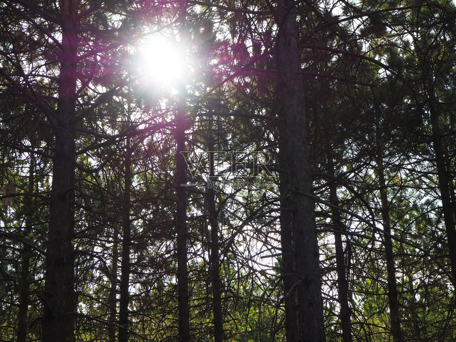 森林、树身、鸟巢与自然照片摄影图片