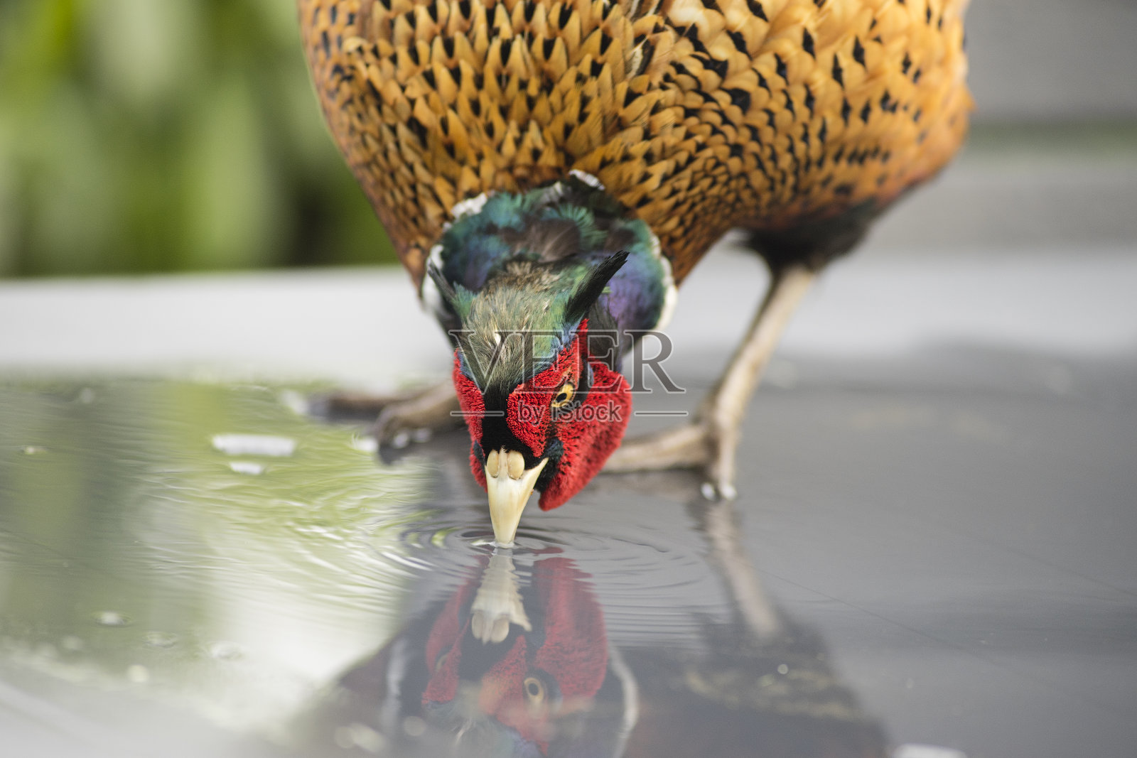 环颈雉(Phasianus colchicus)雄性头部饮水特写照片摄影图片