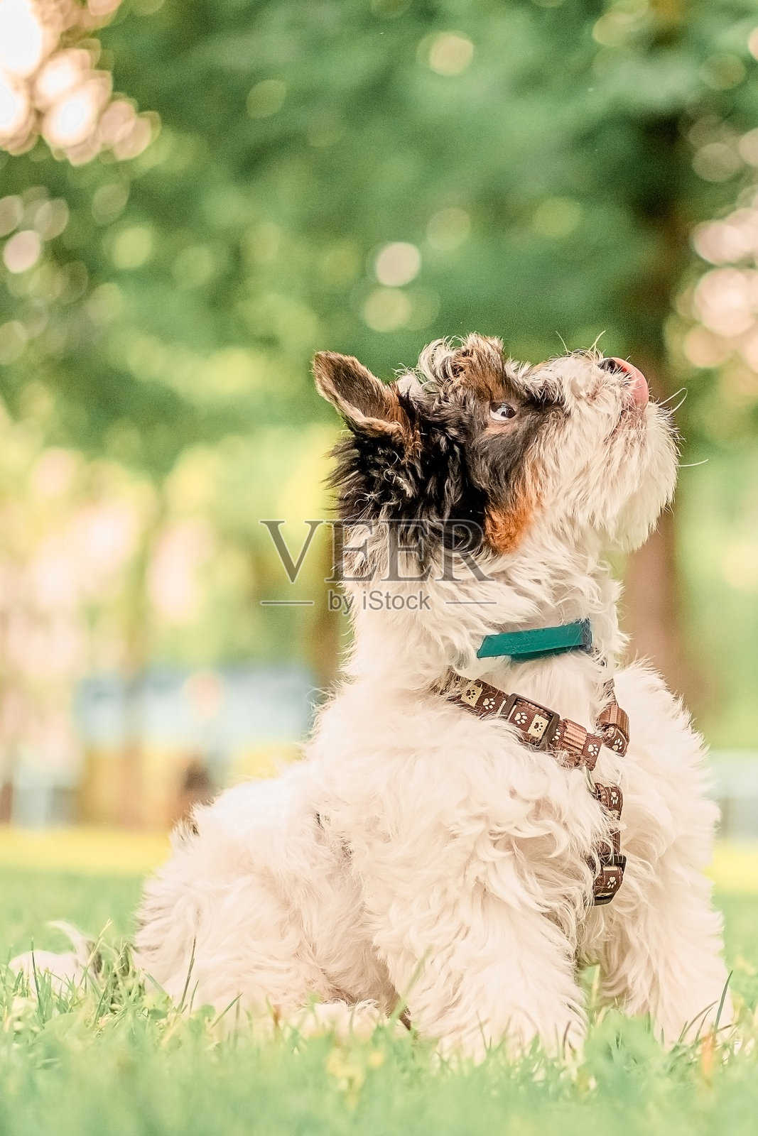 快乐的小海狸约克夏梗躺在公园的绿草地上照片摄影图片