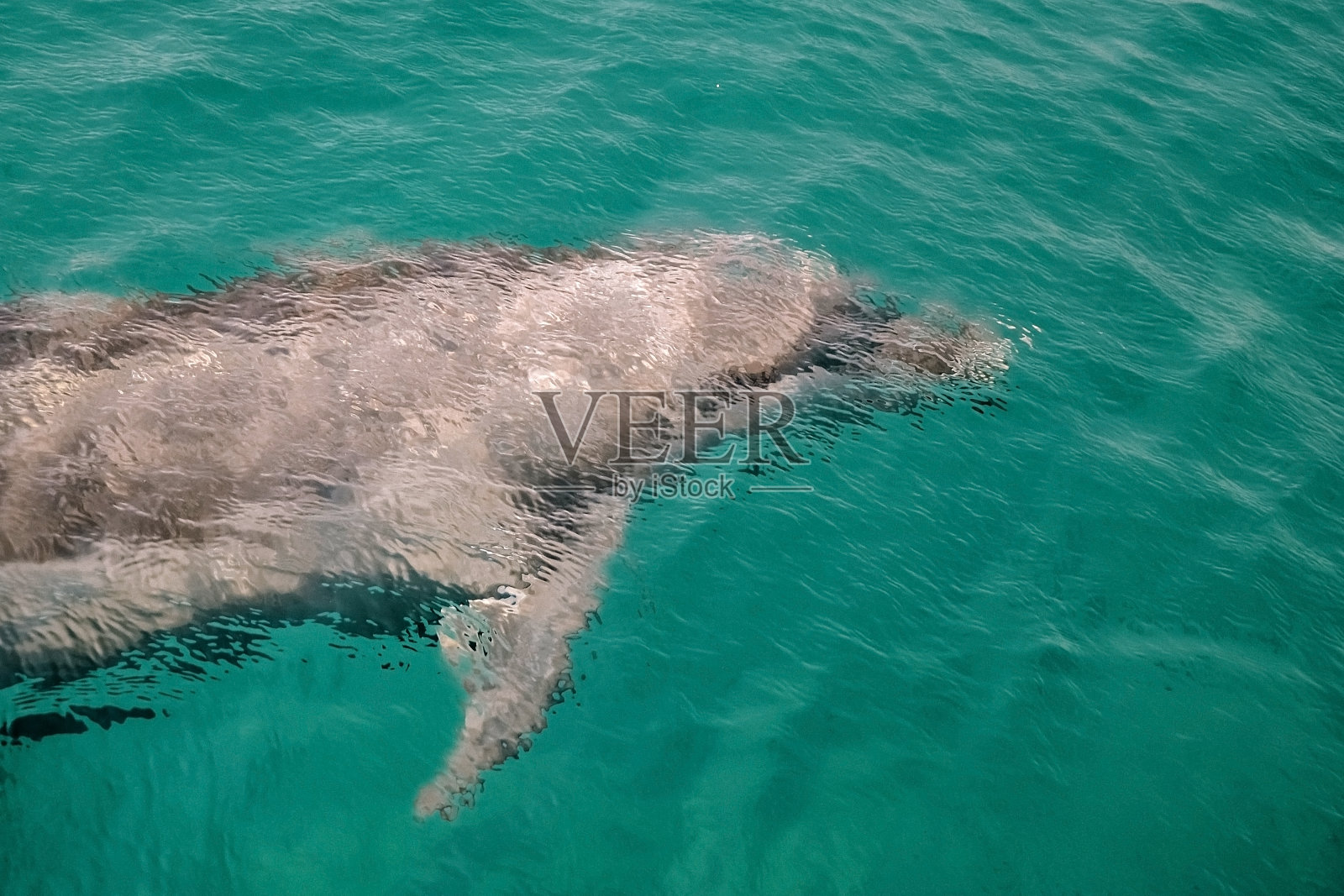 友好的海豚在清澈蔚蓝的海水中畅游，在以色列埃拉特海豚礁玩耍照片摄影图片