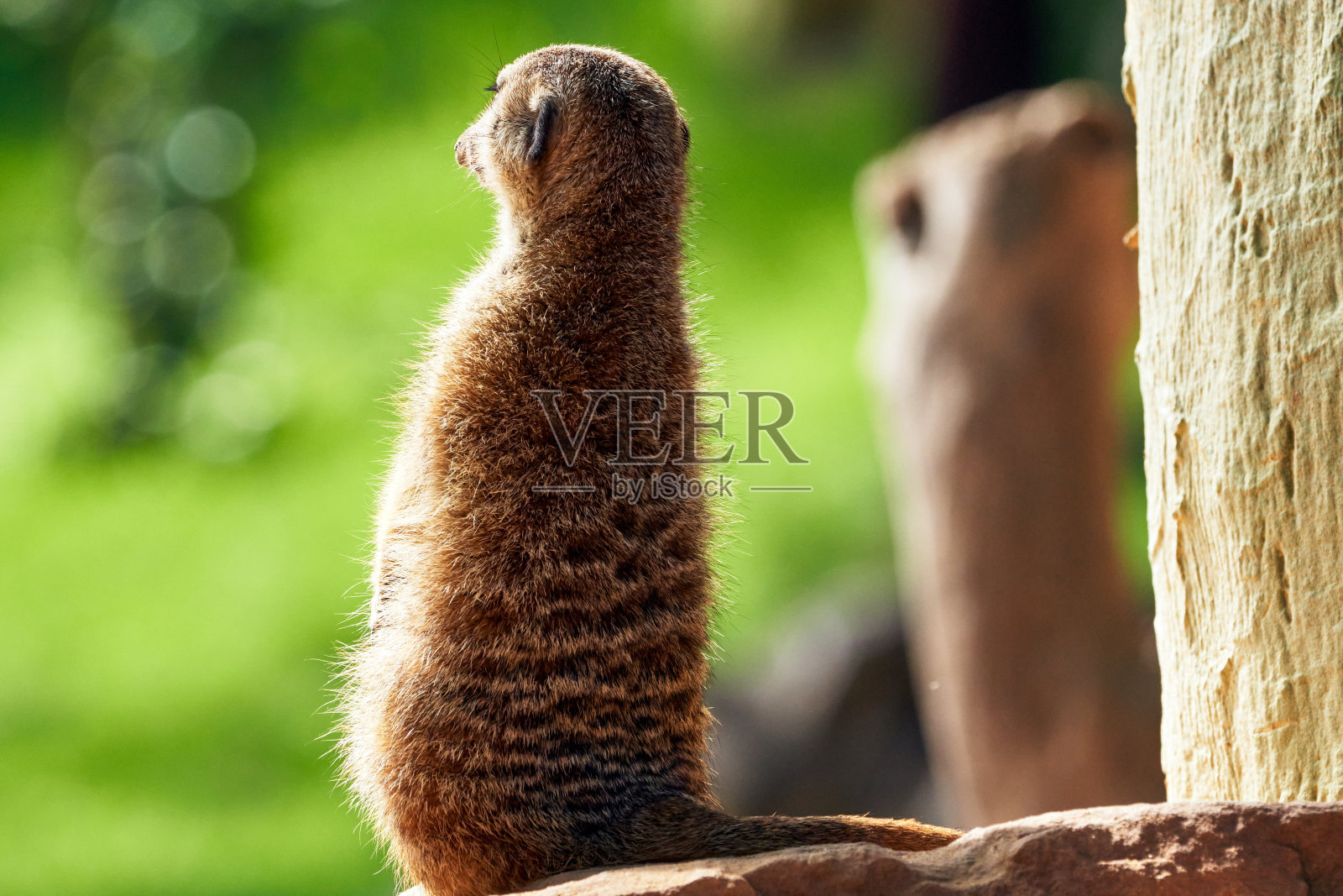 在西班牙巴伦西亚的一家动物园里，一只猫鼬在岩石上向前看的美丽肖像照片摄影图片