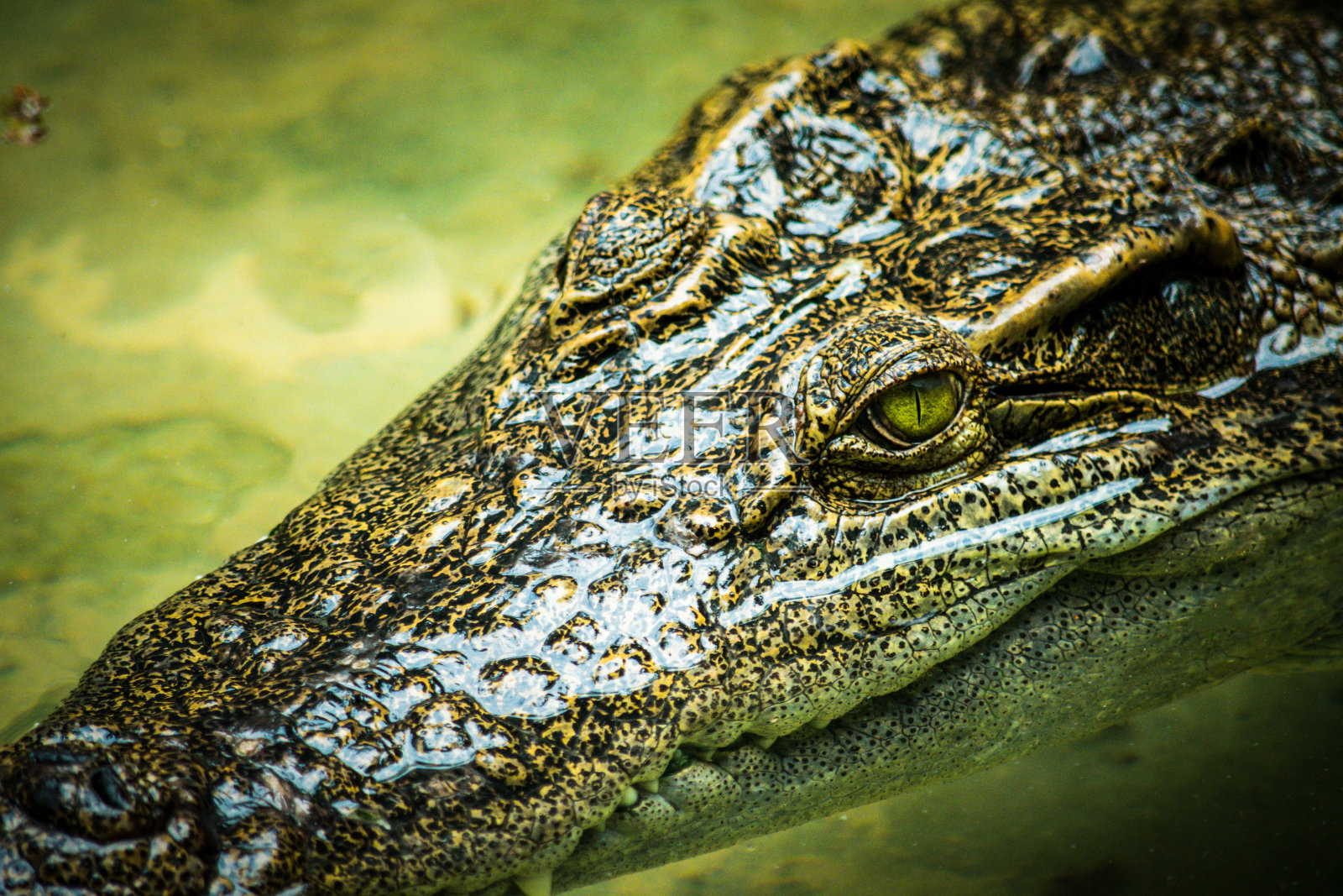 水里的鳄鱼照片摄影图片
