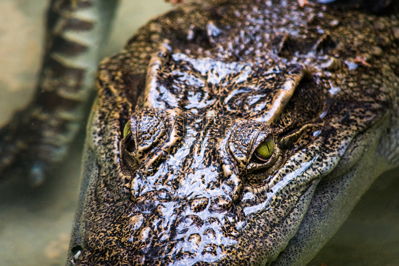 鳄鱼在水里照片摄影图片
