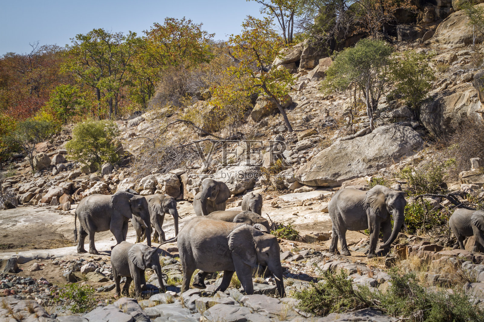 南非克鲁格国家公园的非洲丛林象照片摄影图片