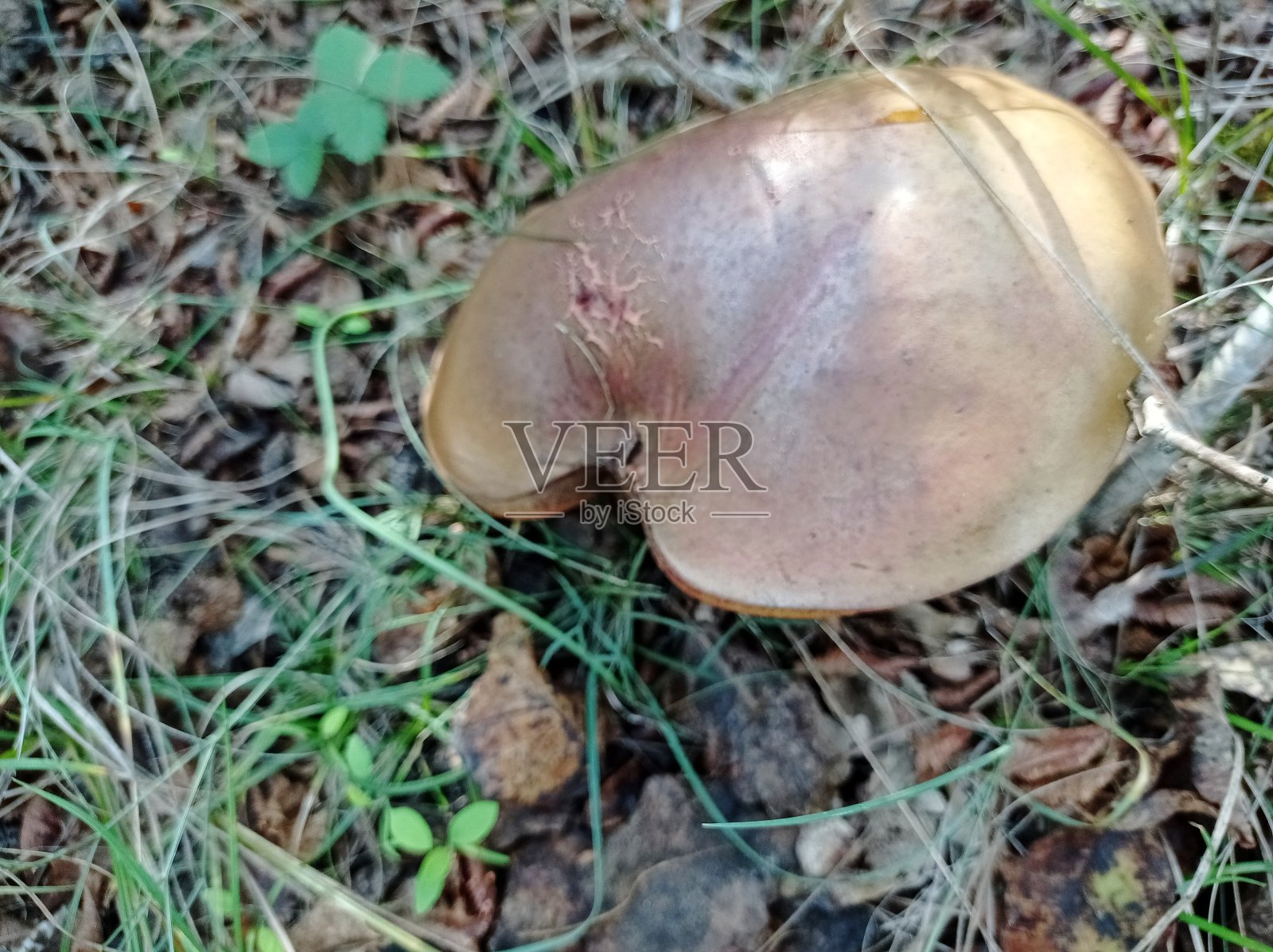 森林里的蘑菇。照片摄影图片