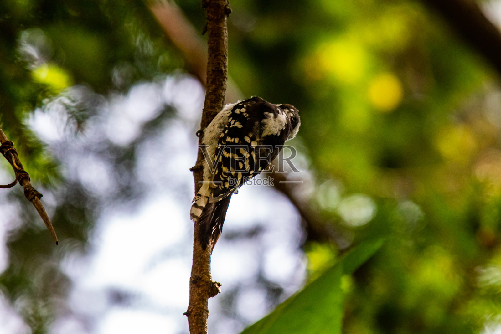 毛茸茸的啄木鸟肖像5照片摄影图片