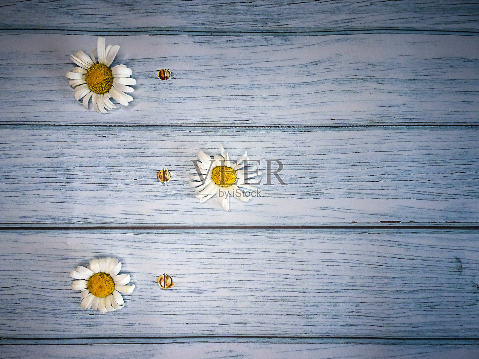 白色雏菊的背景是旧的绿松石板，用于列表，菜单，文本或时间表，拷贝空间。照片摄影图片