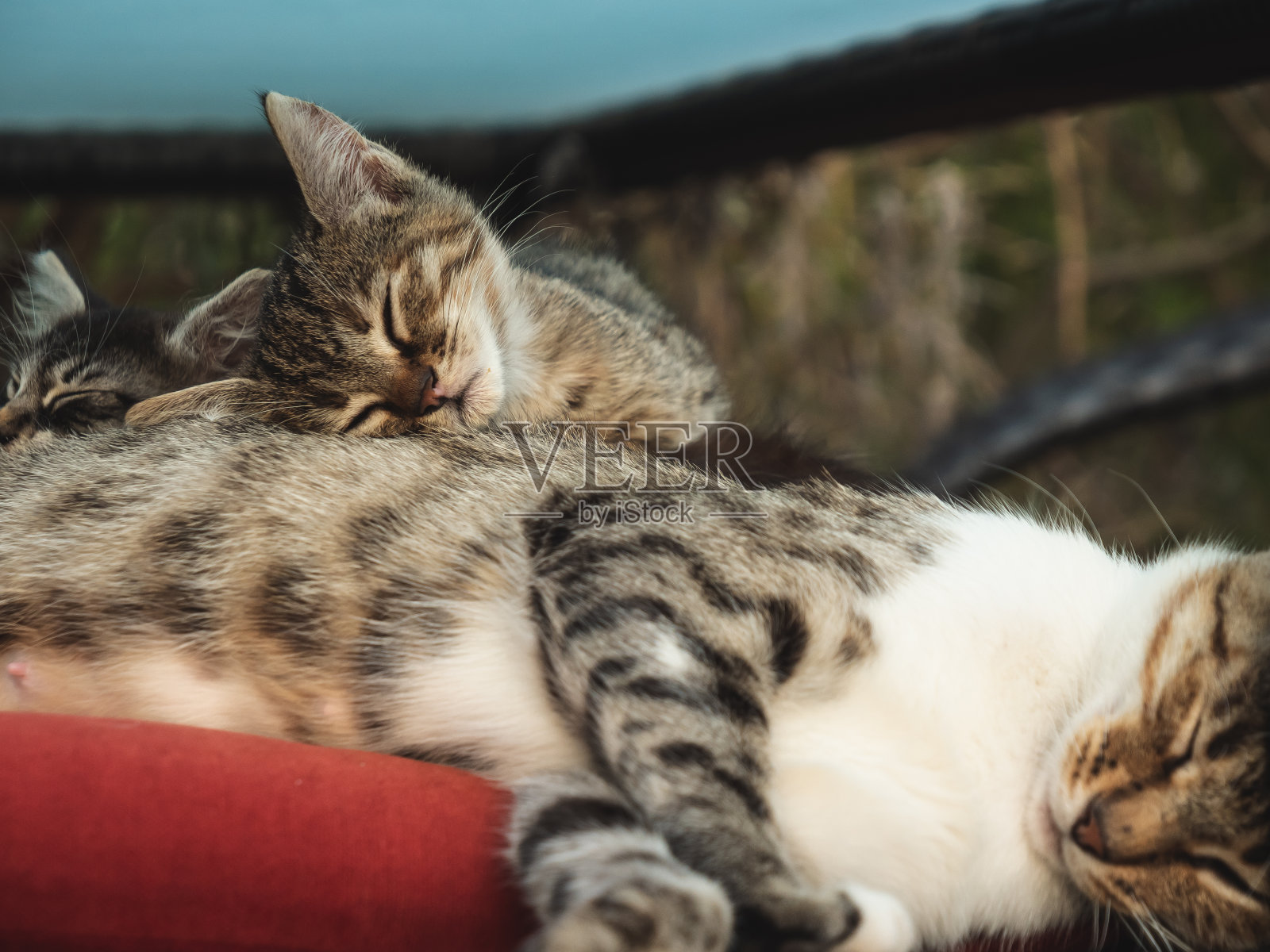 小猫在妈妈的肚子上睡觉照片摄影图片