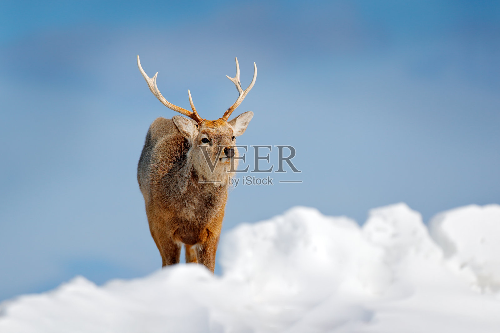 北海道梅花鹿，日本鹿，在白雪覆盖的草地上，以冬日的山脉为背景，动物在自然栖息地长着鹿角。照片摄影图片