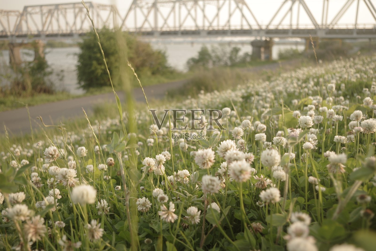 美丽的白色三叶草田在河边的日本照片摄影图片