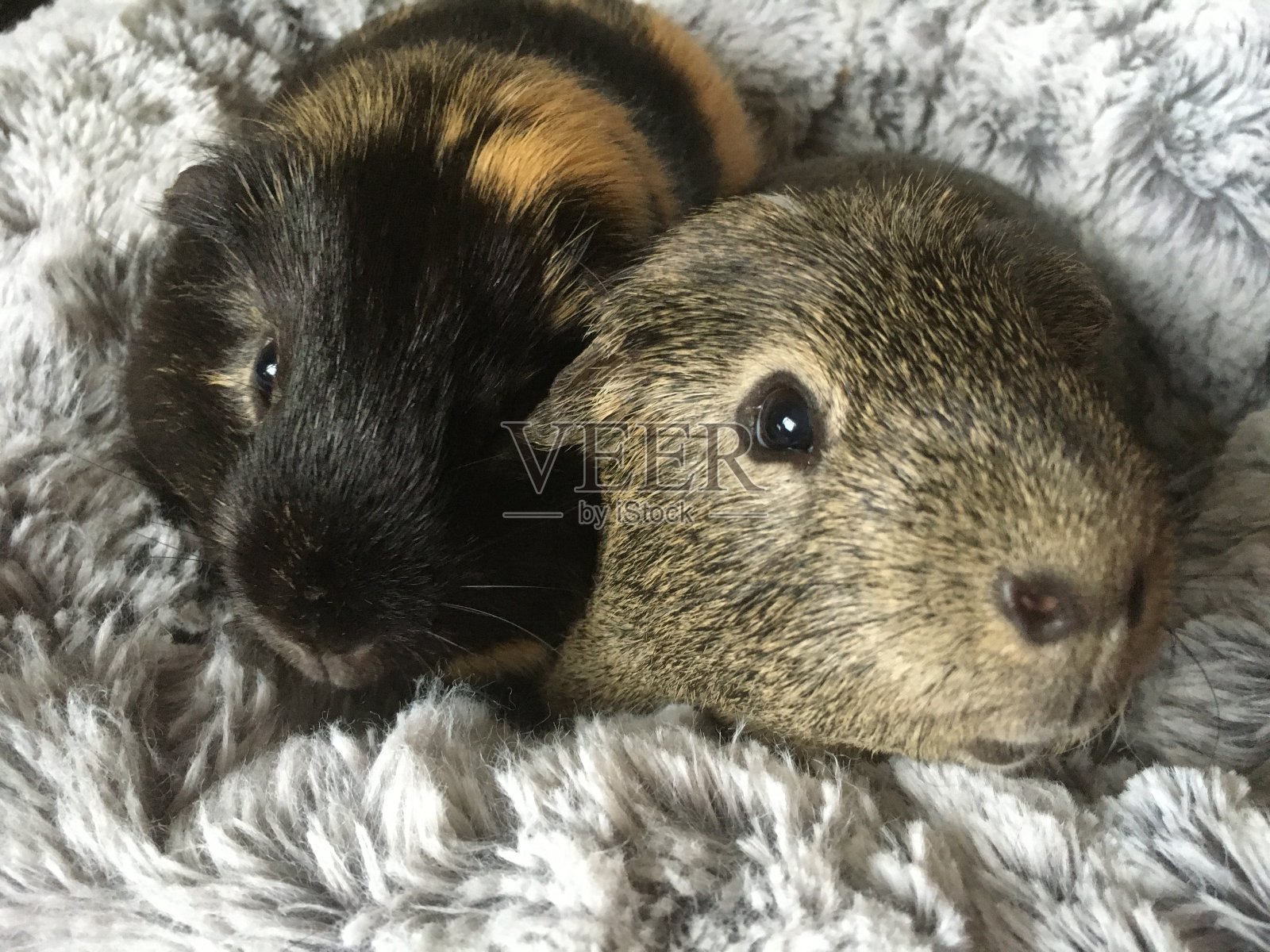 豚鼠爱，宠物爱照片摄影图片