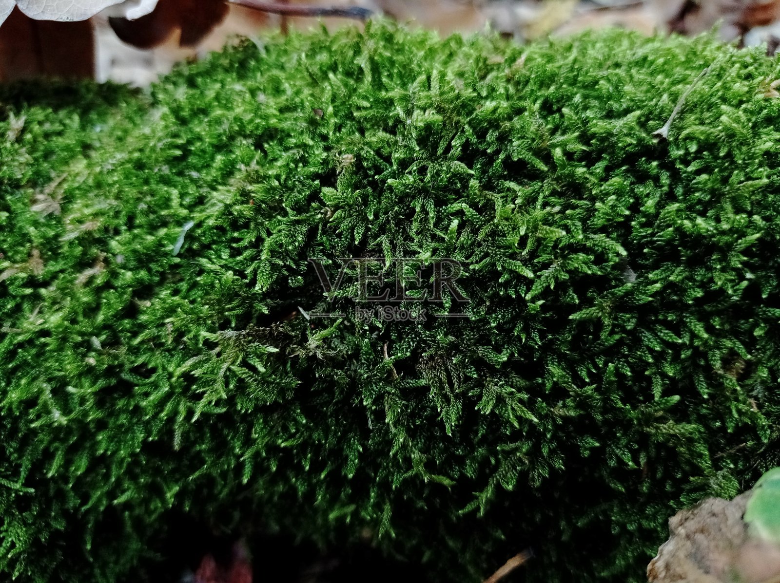 森林里一棵倒下的树树干上的苔藓。照片摄影图片