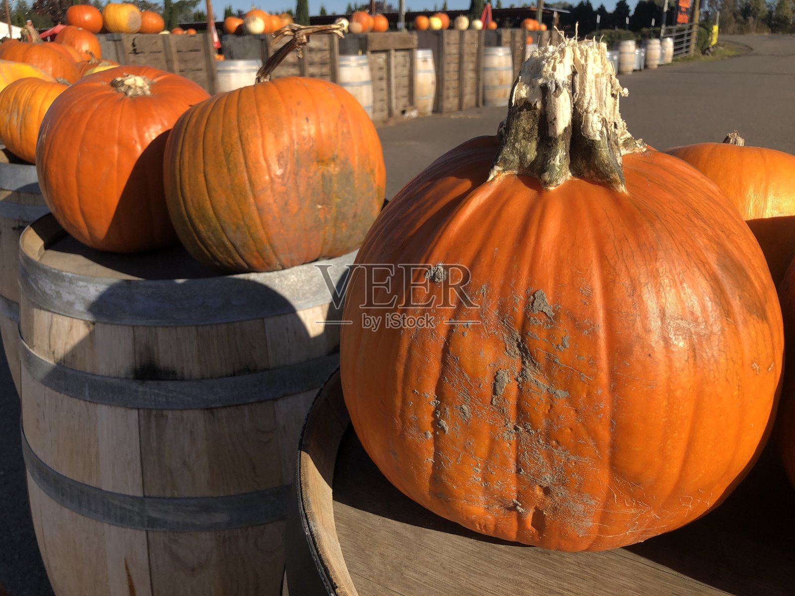南瓜在秋天照片摄影图片