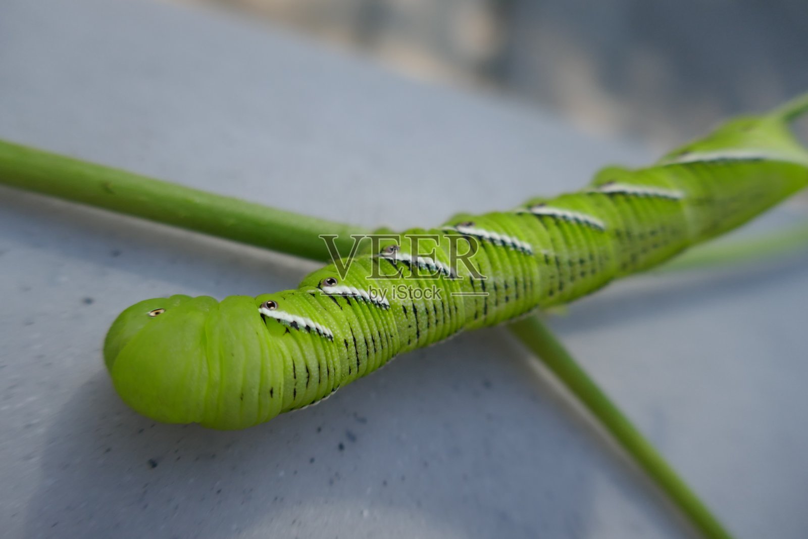 非常大的绿色毛虫显示在它的一边照片摄影图片