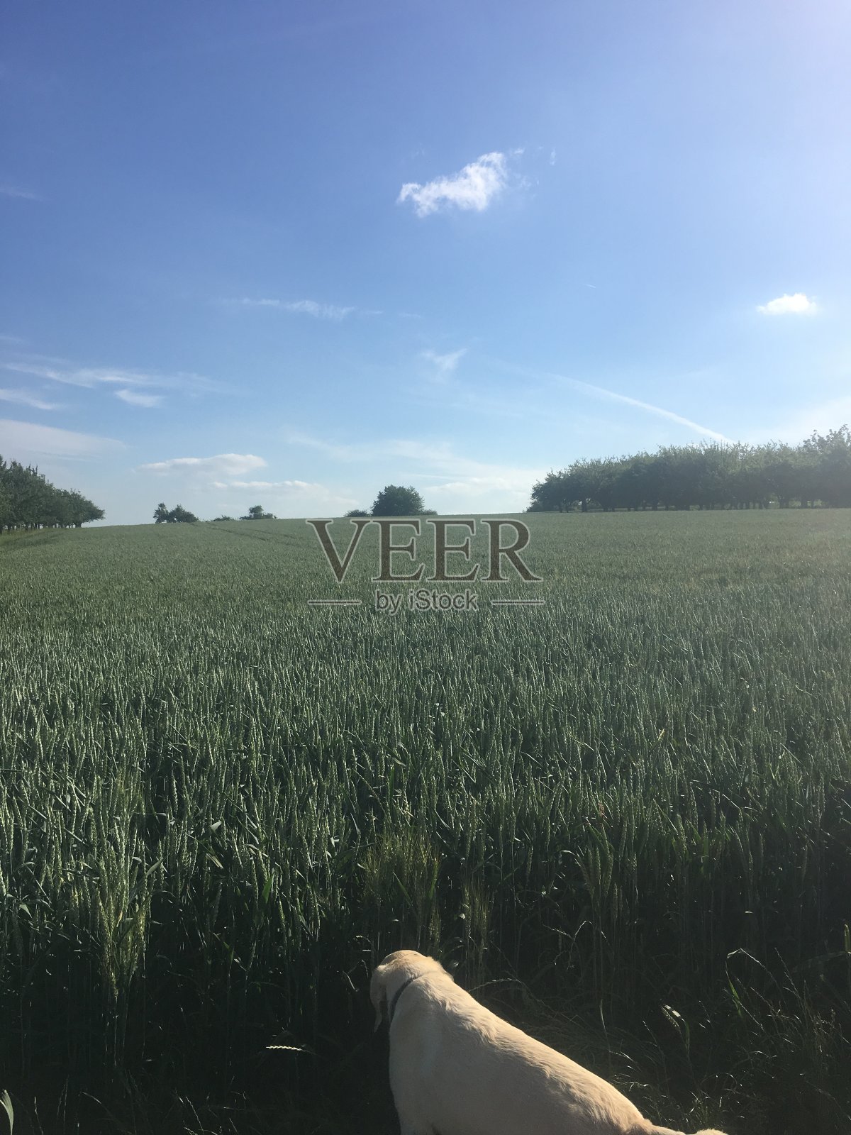 陶努斯田野里的狗照片摄影图片