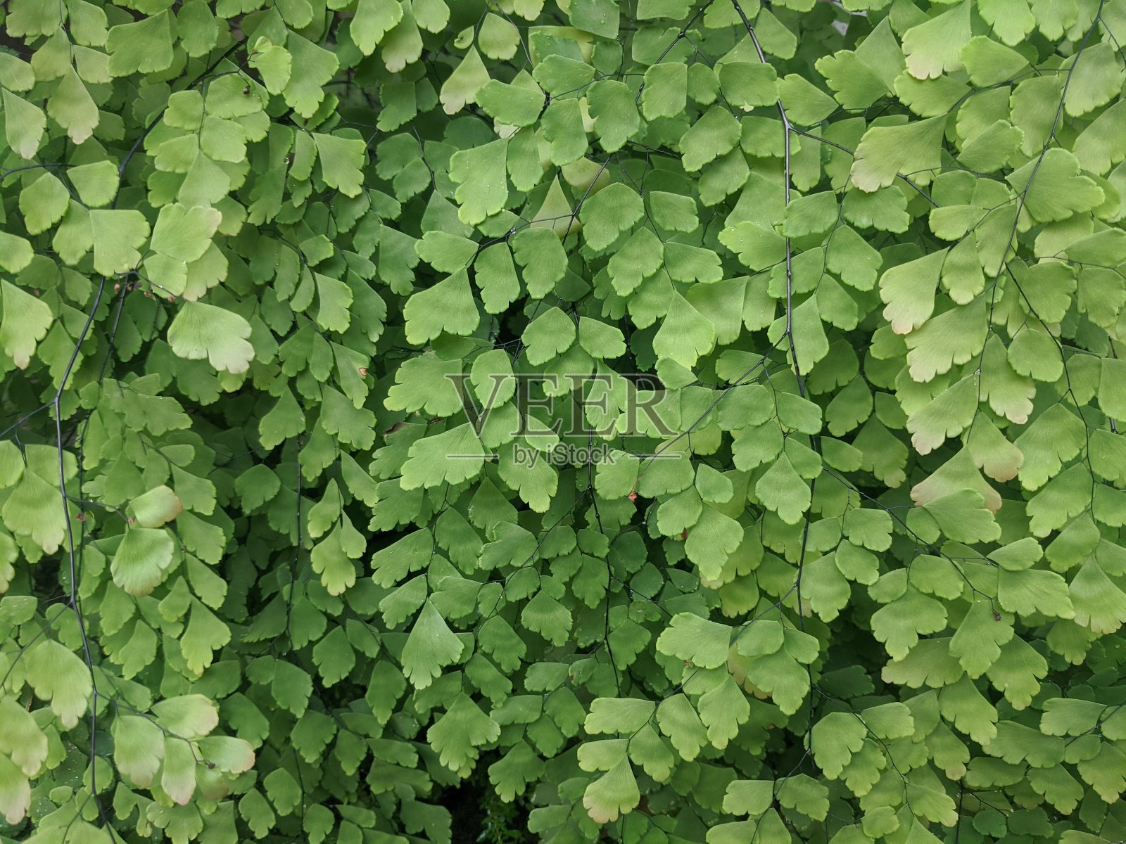 绿色的叶子照片摄影图片