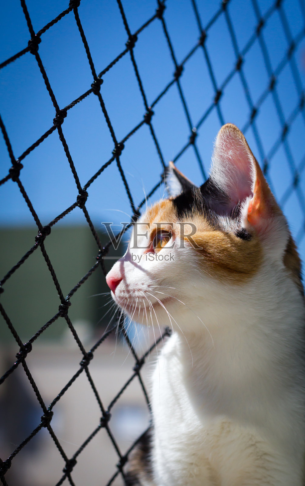 一只母猫向窗外看照片摄影图片