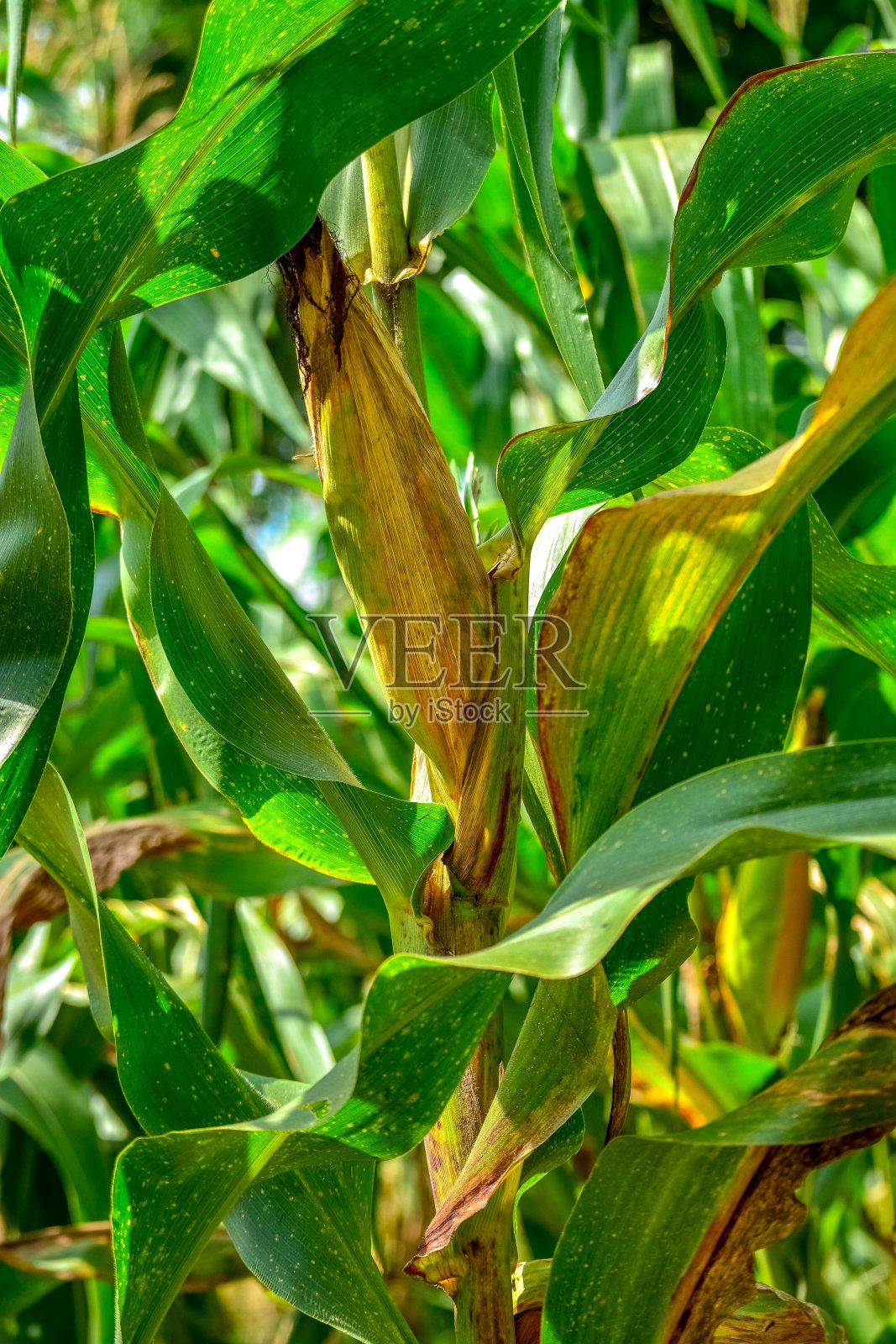 玉米地，玉米秆上的玉米照片摄影图片