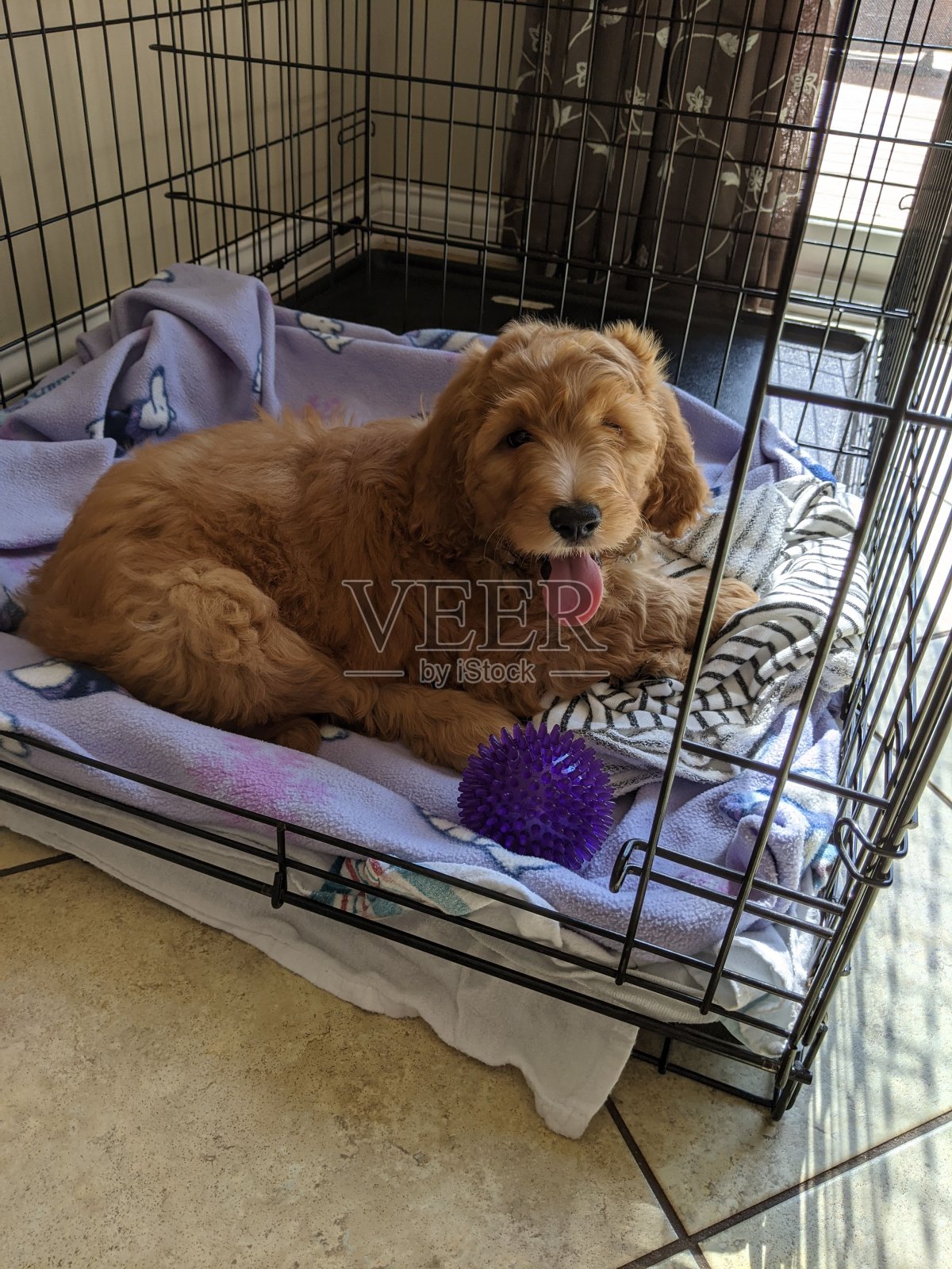 小狗的照片照片摄影图片