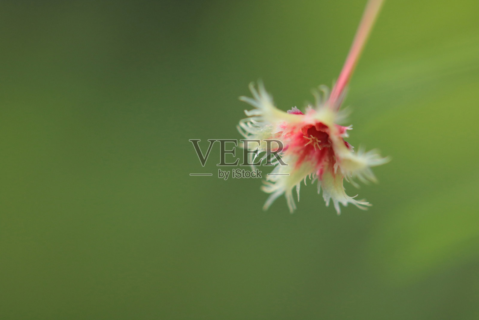 red-finned花照片摄影图片