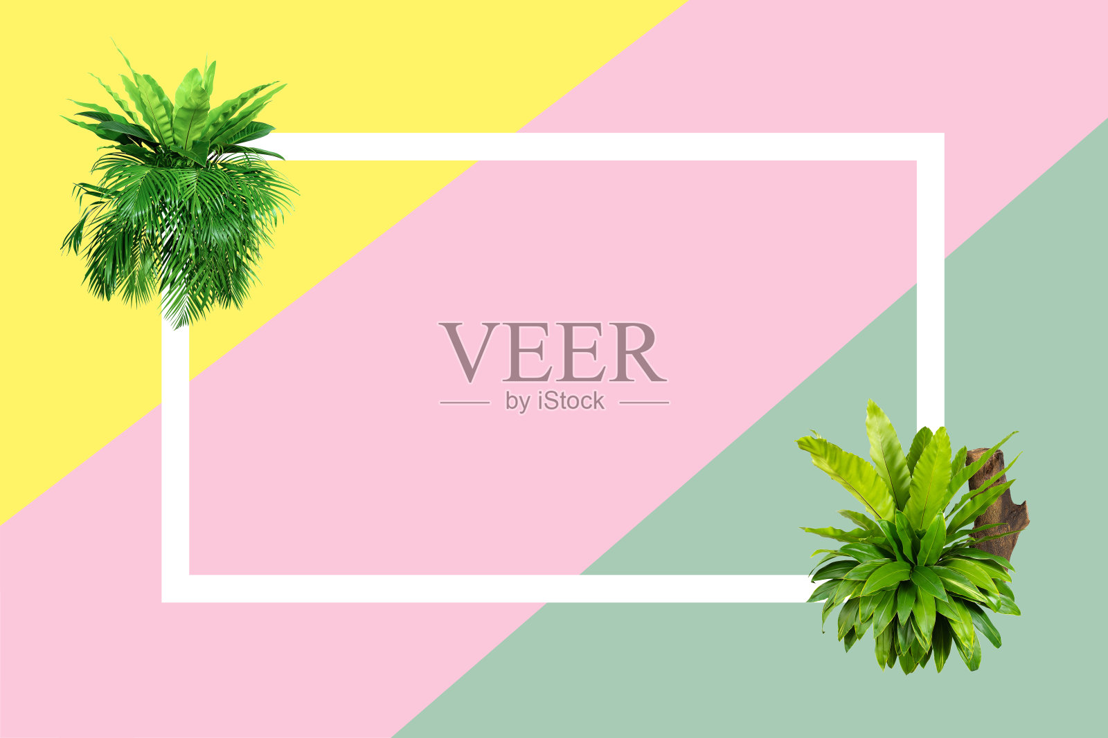 绿色背景的概念。热带绿叶，丛林叶近处照片摄影图片