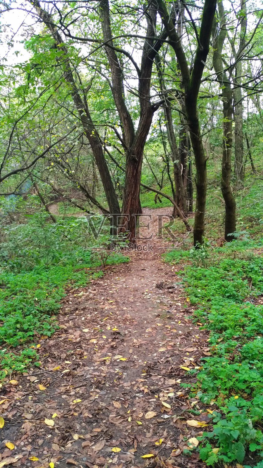 公园里秋高气扬，绿树成荫照片摄影图片