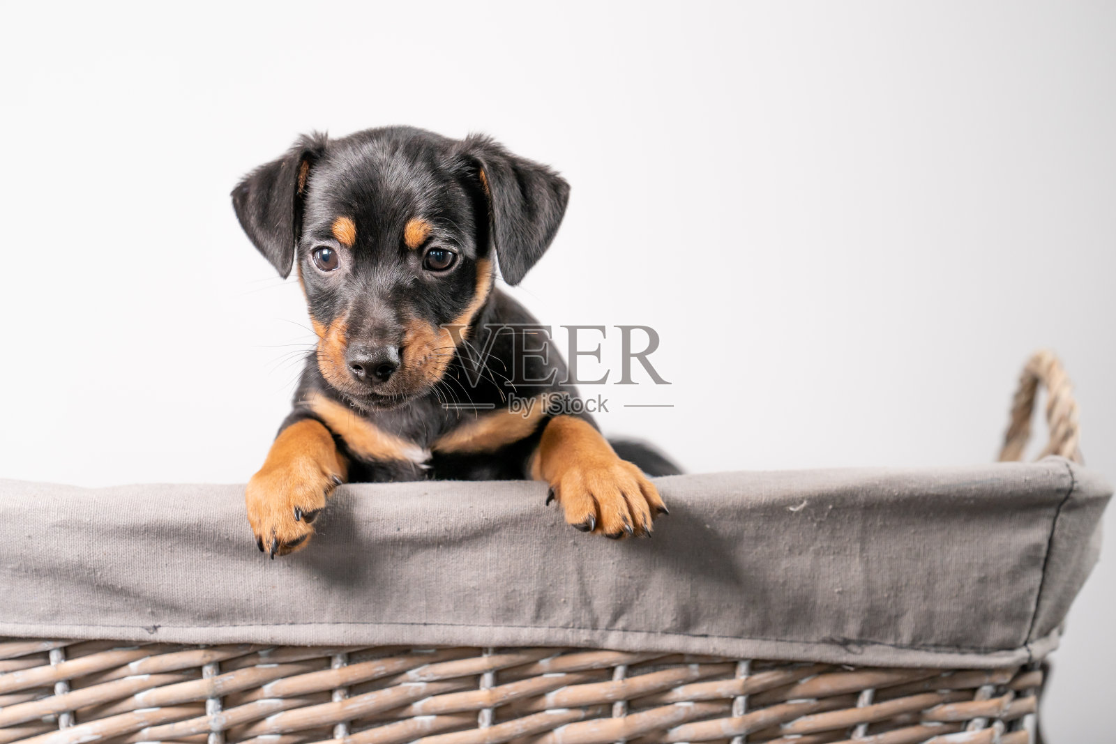 一个可爱的杰克罗素梗小狗的肖像，在一个柳条篮子，孤立在一个白色的背景照片摄影图片