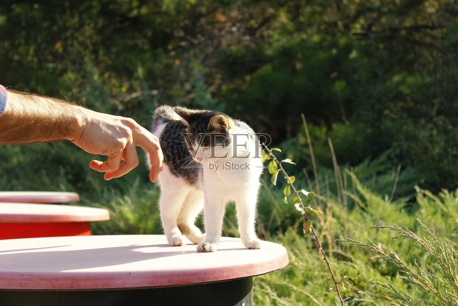 可爱的白色斑纹小猫和一个可爱的男性的手照片摄影图片