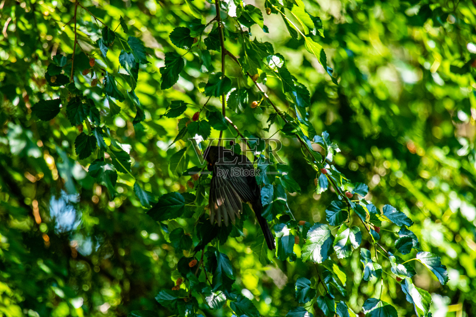 树枝上知更鸟的剪影照片摄影图片