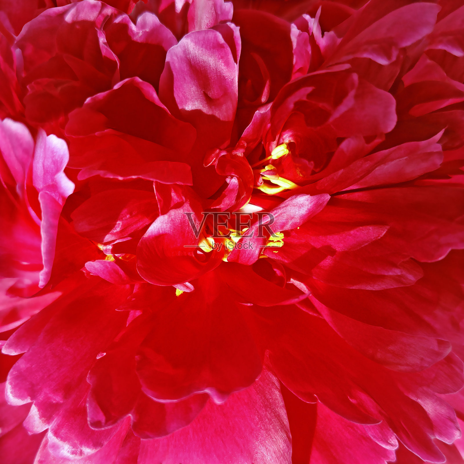 牡丹红色的花。宏。一朵花的背景。自然。。照片摄影图片