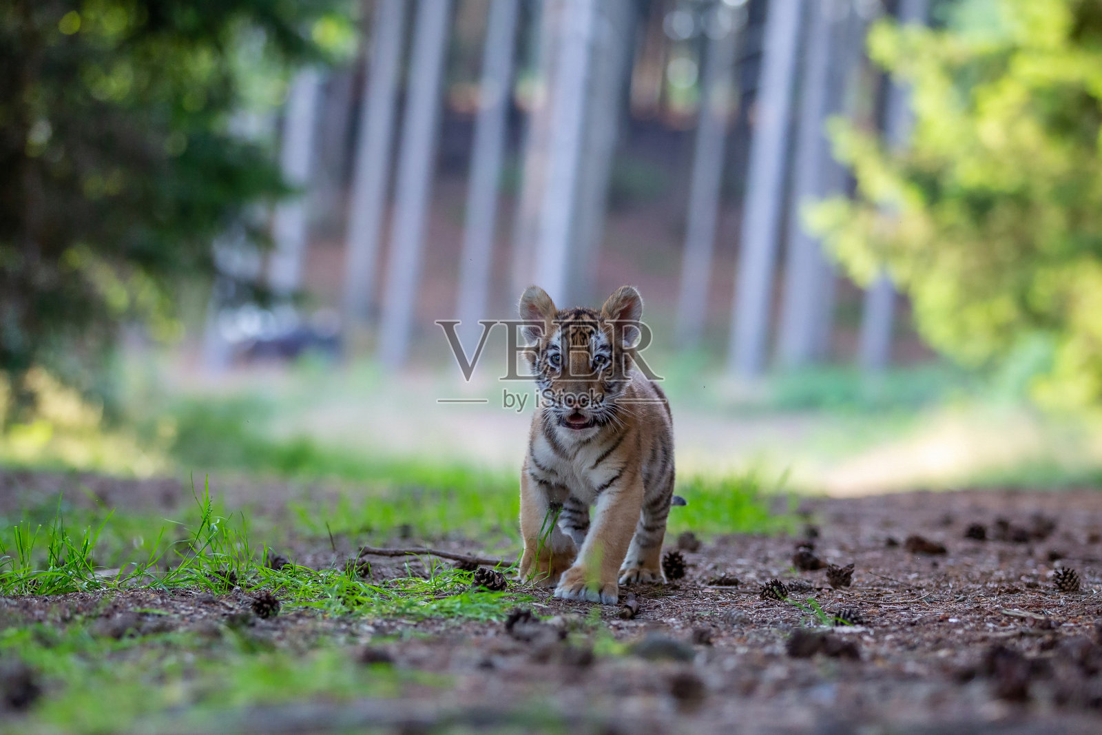 小老虎向观众跑去照片摄影图片